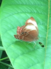 Abisara saturata kausambioides
