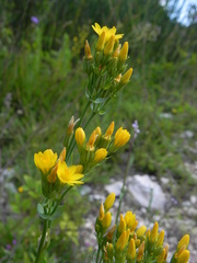 Blackstonia perfoliata