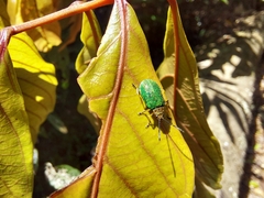 Hoplostines laporteae