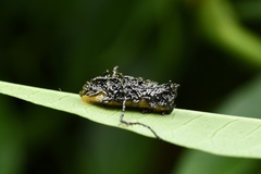 Podontia lutea