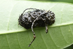 Podontia lutea