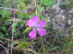 Dianthus viscidus