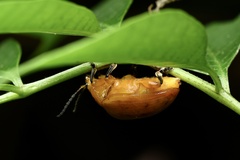 Podontia lutea