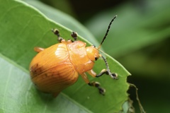 Podontia lutea