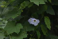 Thunbergia laurifolia