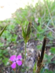 Dianthus viscidus