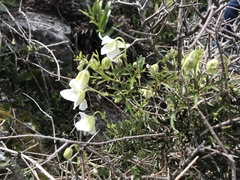 Clematis marmoraria