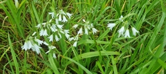 Allium triquetrum