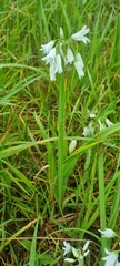Allium triquetrum