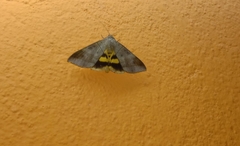 Thyas coronata