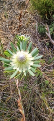 Protea scolymocephala