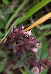 Coccinula quatuordecimpustulata