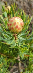 Protea scolymocephala