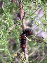 Hypercompe scribonia