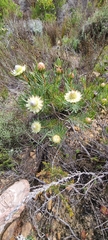 Protea scolymocephala