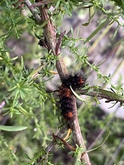 Hypercompe scribonia