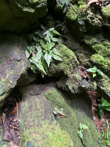 Hymenasplenium cardiophyllum iNat (1)