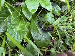 Theretra oldenlandiae