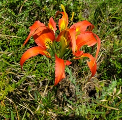 Lilium catesbaei