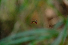 Gasteracantha