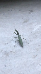 Hierodula tenuidentata