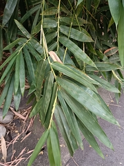 Bambusa vulgaris