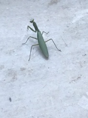 Hierodula tenuidentata