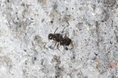 Brachymyrmex patagonicus
