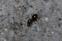 Brachymyrmex patagonicus