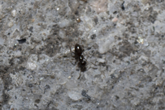 Brachymyrmex patagonicus