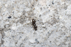 Brachymyrmex patagonicus