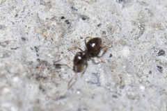 Brachymyrmex patagonicus
