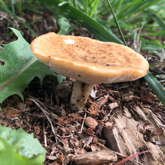 Polyporus tuberaster
