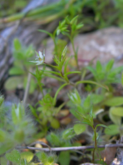 Sabulina tenuifolia