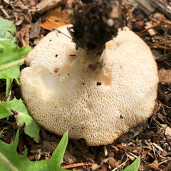 Polyporus tuberaster