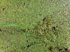 Salvinia natans