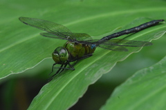 Anax guttatus