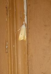 Scirpophaga incertulas