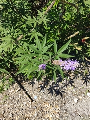 Vitex agnus-castus