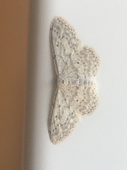 Sterrhinae
