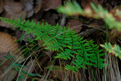 Cheilanthes viridis