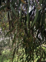 Muellerina eucalyptoides