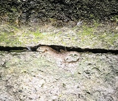 Gekko japonicus