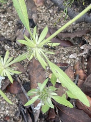 Euphorbia davidii