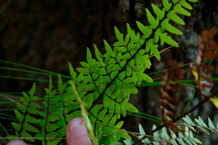Cheilanthes viridis