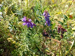 Vicia amoena