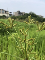 Cyperus imbricatus