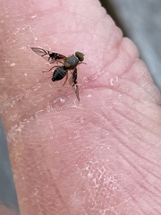 Anomoia purmunda