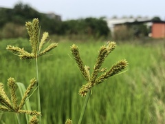 Cyperus imbricatus