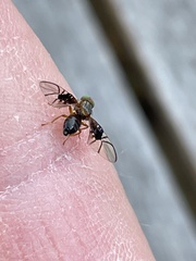 Anomoia purmunda